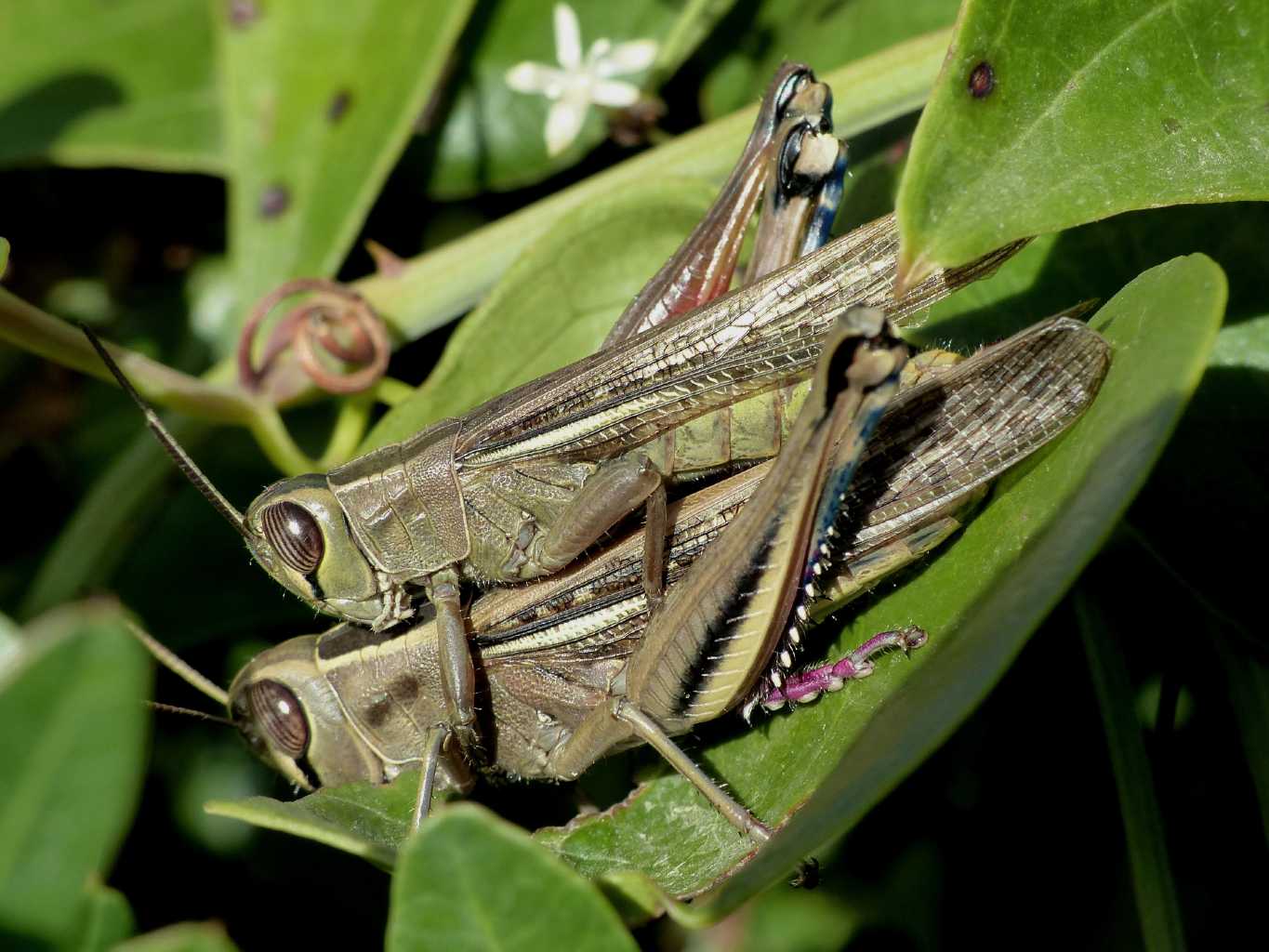 Un ortottero invernale: Eyprepocnemis plorans